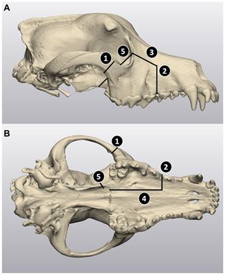 Performances of novel custom 3D-printed cutting guide in canine caudal maxillectomy: a cadaveric study